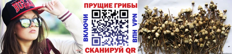 Галлюциногенные грибы Psilocybe  Спасск-Рязанский 